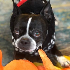 Meet your Posher, Harry